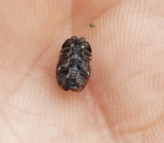 Cryptocephalus octopunctatus