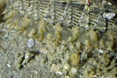 Mopalia porifera
