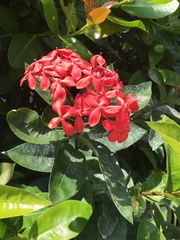 Ixora coccinea