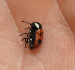 Cryptocephalus octopunctatus