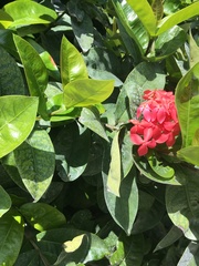 Ixora coccinea