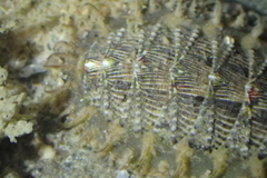 Mopalia porifera
