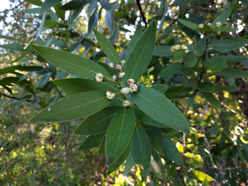 iNaturalist observation photo of California bay