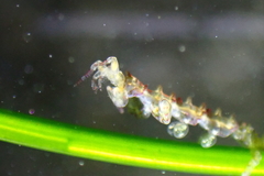 Caprella verrucosa