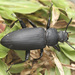 Giant Mealworm Beetle - Photo (c) Joshua Wong, some rights reserved (CC BY-NC), uploaded by Joshua Wong