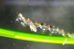Caprella verrucosa