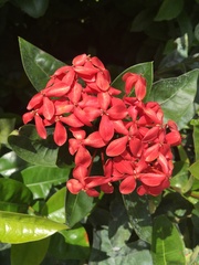 Ixora coccinea