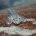 Gastromyzontidae - Photo (c) sdyaung,  זכויות יוצרים חלקיות (CC BY-NC)