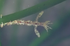 Caprella verrucosa