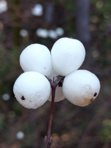 iNaturalist observation photo of Common Snowberry