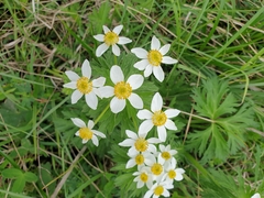 Anemonastrum fasciculatum
