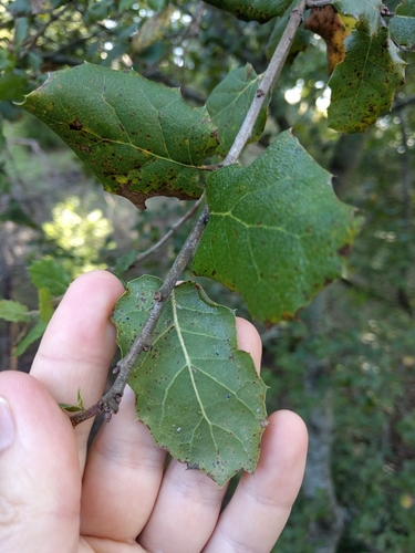 iNaturalist observation photo of coast live oak