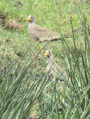 Vanellus senegallus lateralis