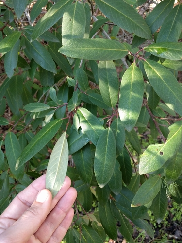 iNaturalist observation photo of coffeeberry