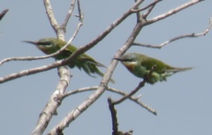 Merops persicus persicus