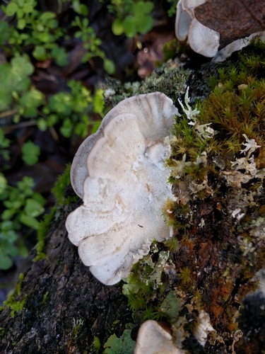 iNaturalist observation photo of turkey-tail