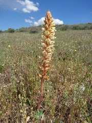 Orobanche amethystea