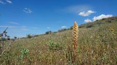 Orobanche amethystea