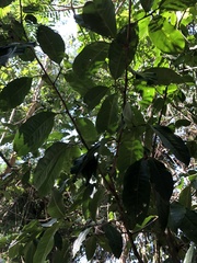 Erythroxylum pulchrum