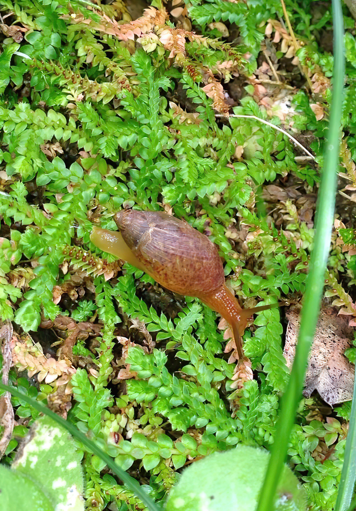 Poiretia delesserti