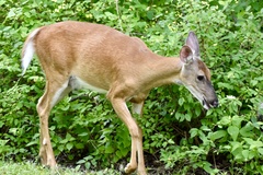 Odocoileus virginianus