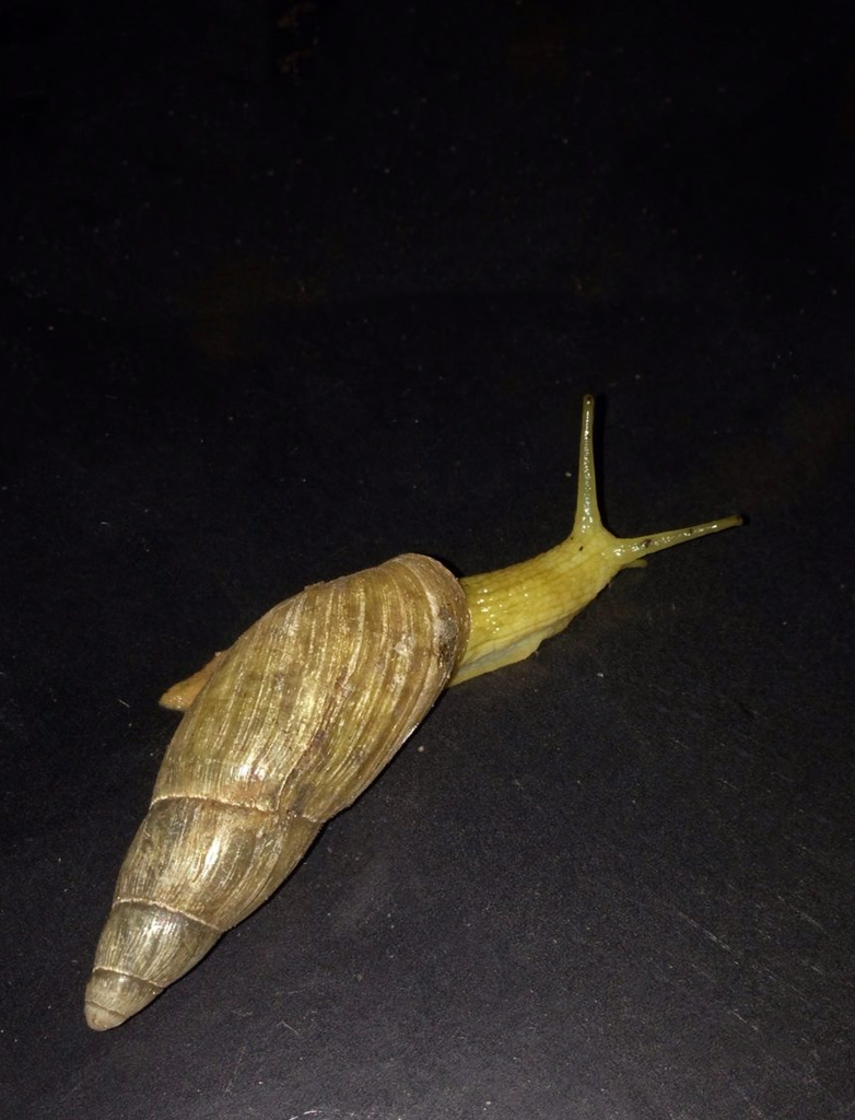 Poiretia compressa