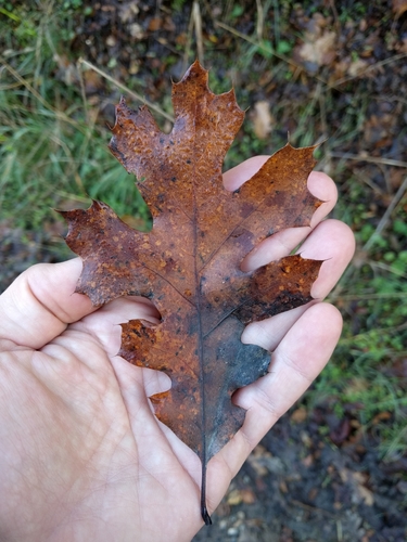 iNaturalist observation photo of California black oak