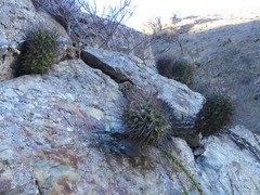 Eriosyce paucicostata paucicostata