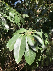 Erythroxylum pulchrum
