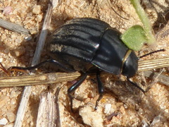 Erodius