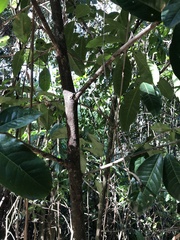 Erythroxylum pulchrum