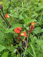 Phelypaea coccinea