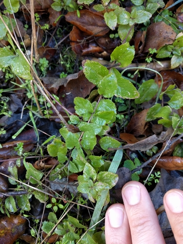 iNaturalist observation photo of yerba buena