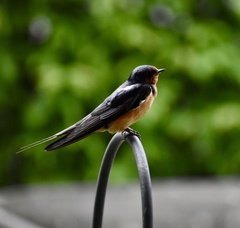 Hirundo rustica