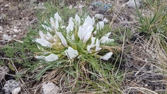 Oxytropis squammulosa