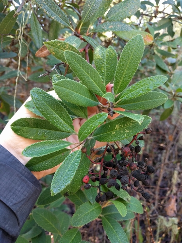 iNaturalist observation photo of Toyon