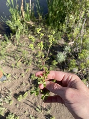 Potentilla biennis