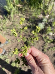 Potentilla biennis