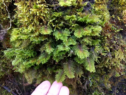 iNaturalist observation photo of dendroalsia moss