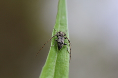 Leiopus femoratus