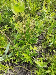 Valeriana edulis ciliata