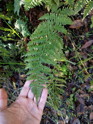 iNaturalist observation photo of coastal woodfern