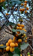 Hyperbaena ilicifolia