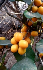 Hyperbaena ilicifolia