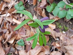 Helleborus atrorubens