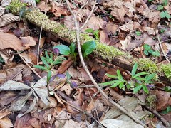 Helleborus atrorubens