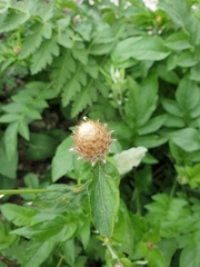 Psephellus daghestanicus