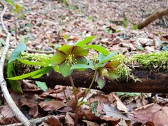 Helleborus atrorubens