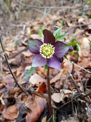 Helleborus atrorubens