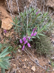 Polygala boissieri
